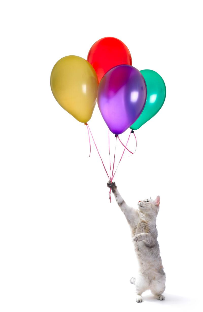抓着气球的猫咪