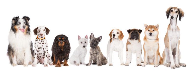 白色背景上整齐坐着的不同品种的狗狗