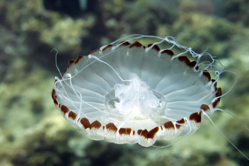 海底水族馆美丽的水母海蜇