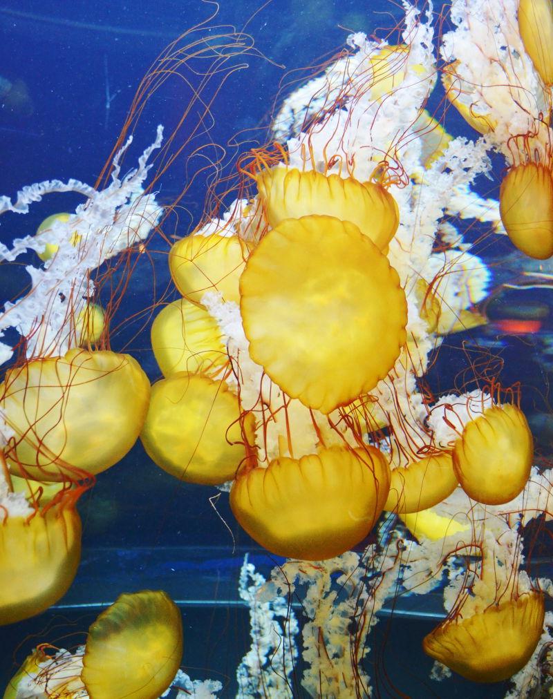 水族馆美丽的蓝海黄水母