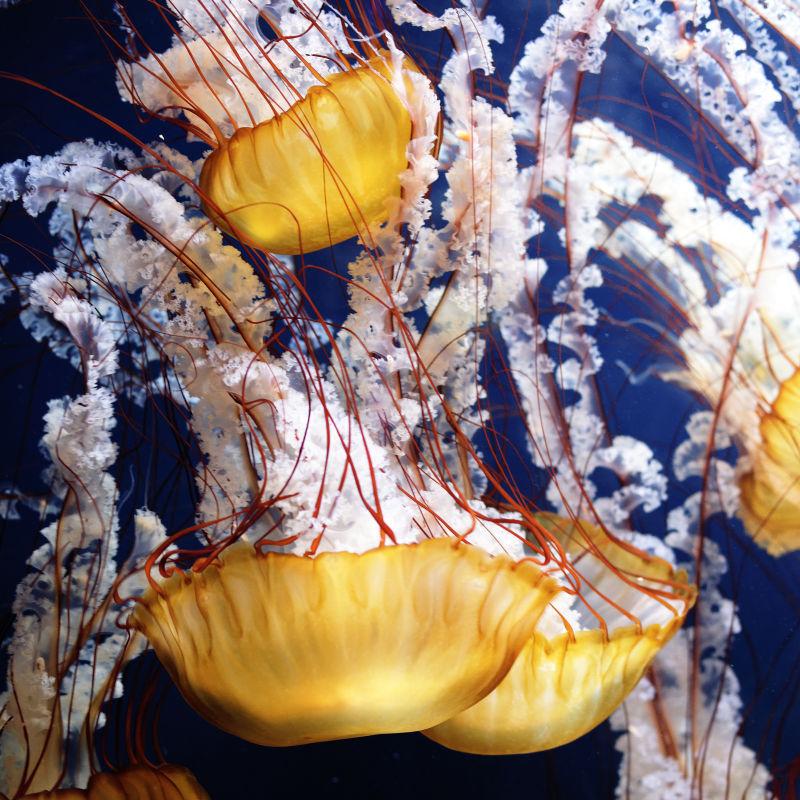 水族馆里生活的蓝海黄水母