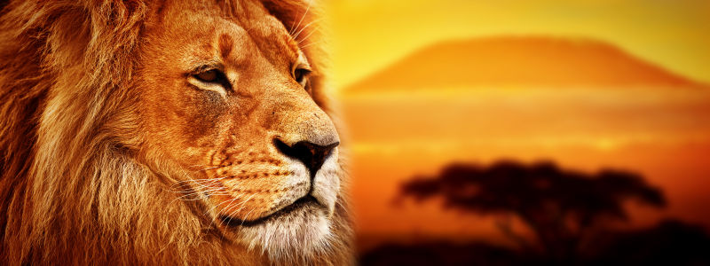 热带草原景观背景下的狮子与日落时分的乞力马扎罗国家公园