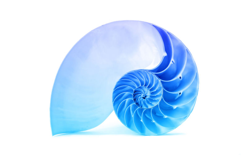 蓝色的鹦鹉螺壳