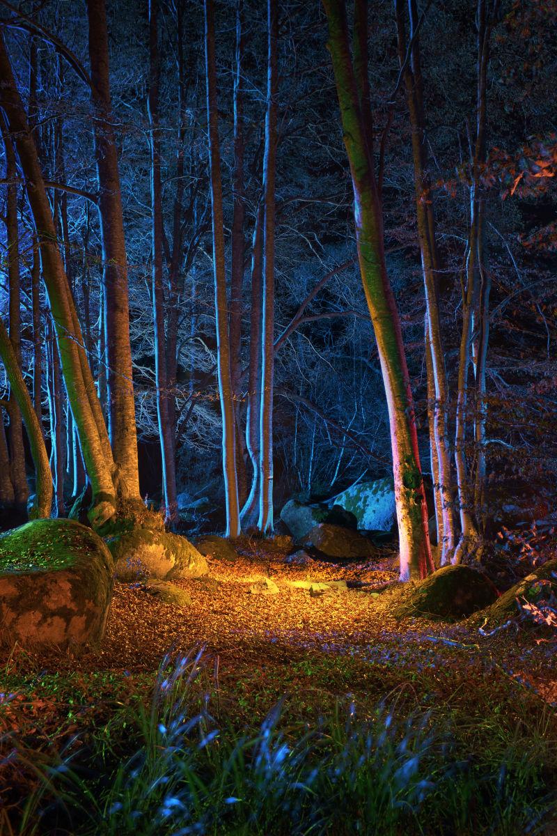 夜色下美丽的森林景色