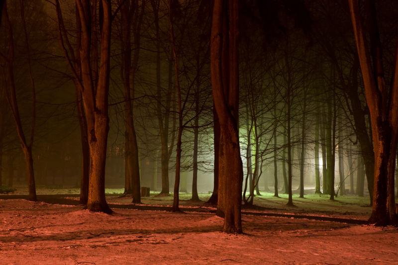 夜色下森林里干枯的树木