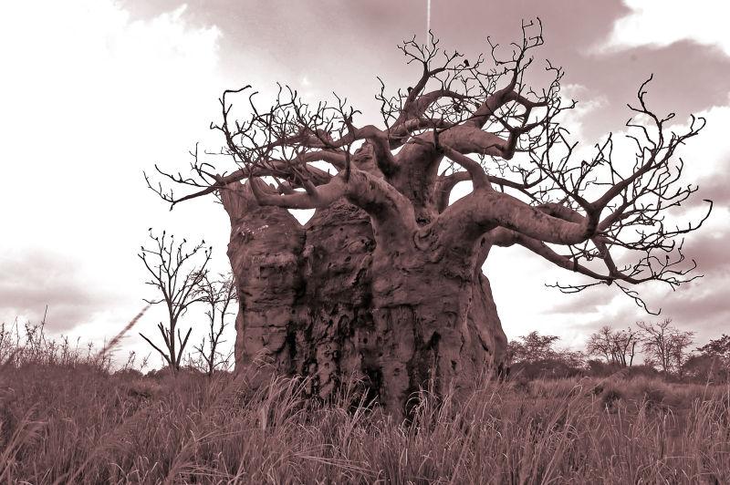 沙漠里古老的枯树