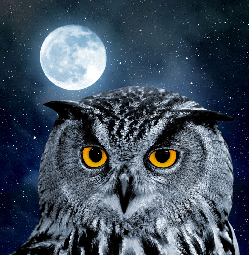 夜晚圆月下的野生猫头鹰