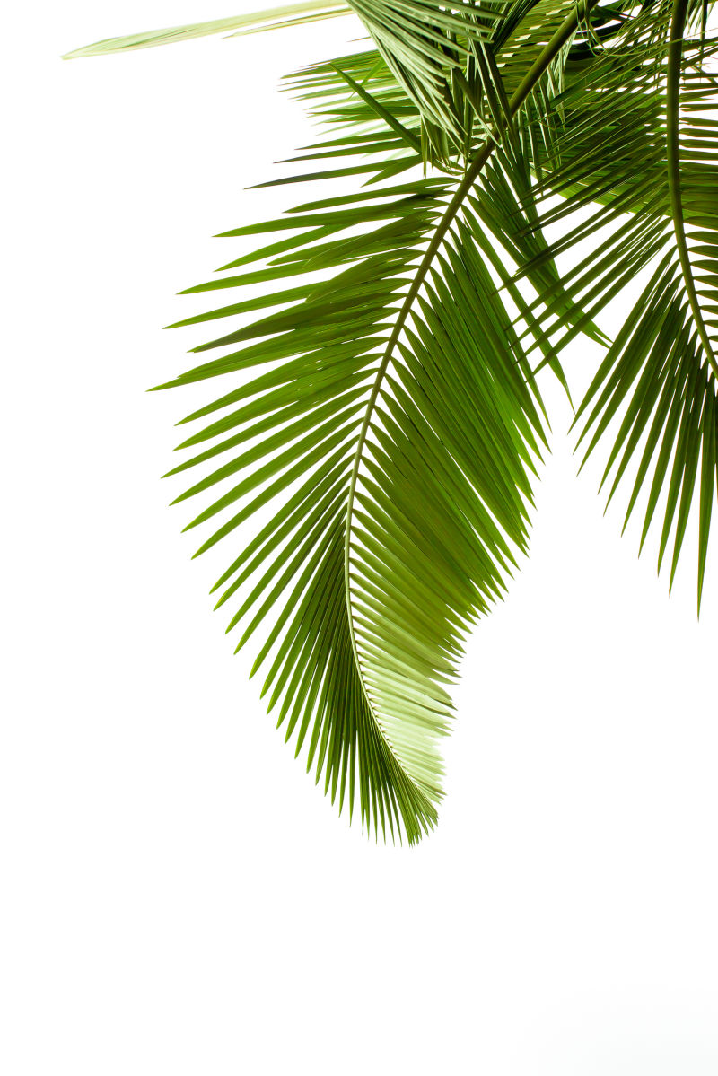 白色背景中的棕榈树