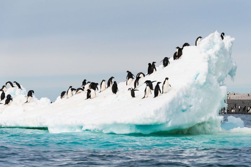 冰山上企鹅
