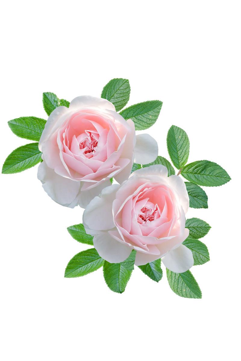 白色背景上粉红色的玫瑰