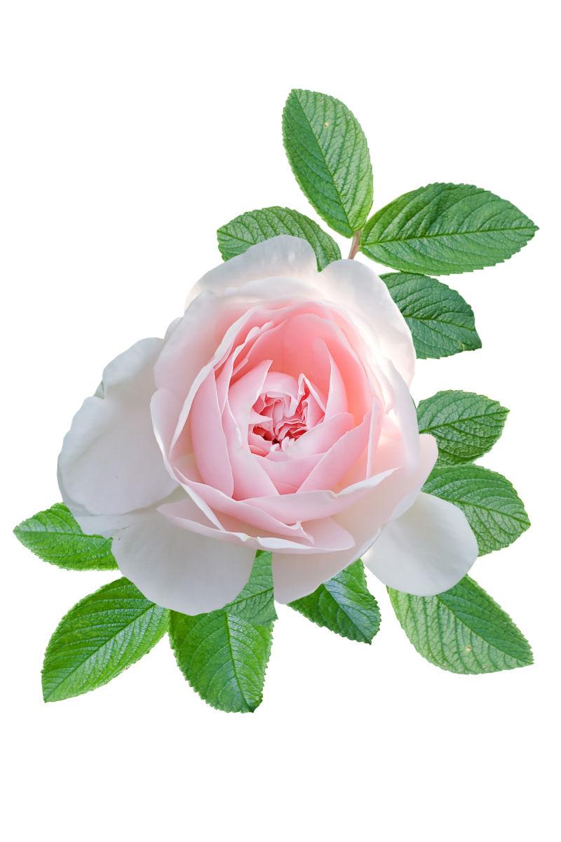 白色背景上的一个粉红玫瑰