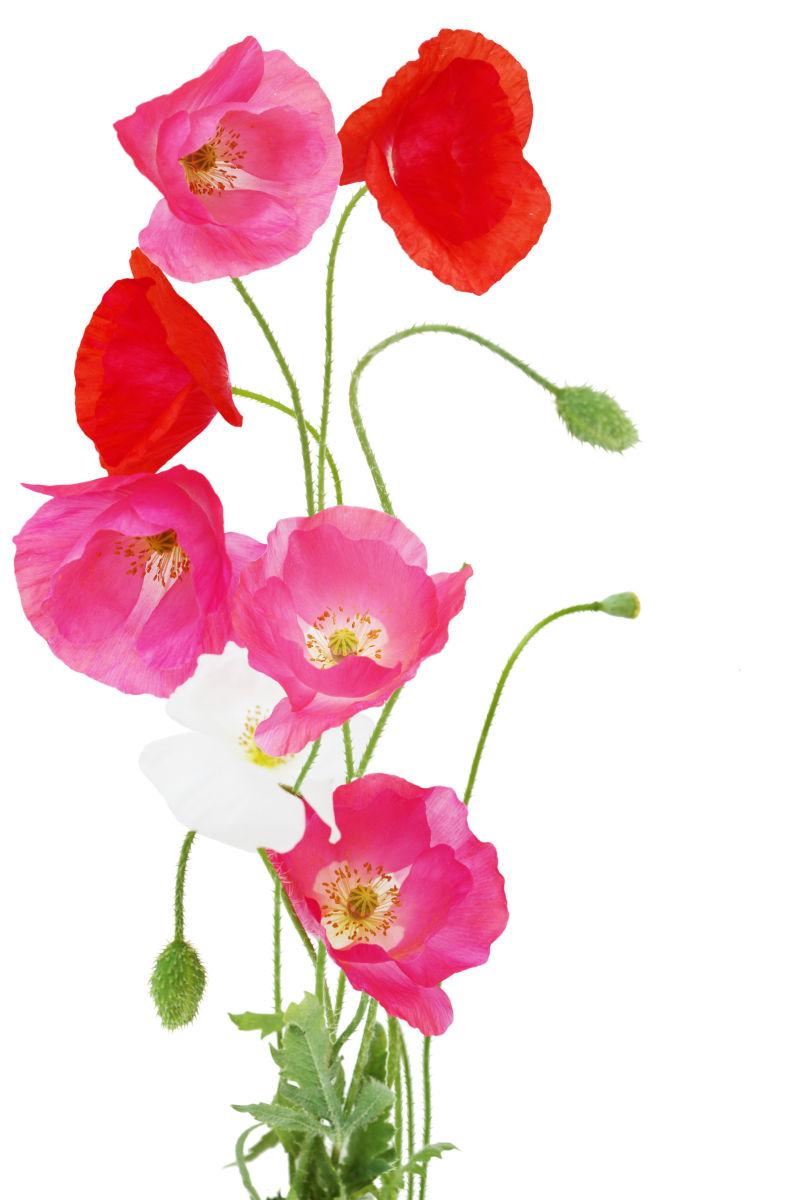 一株粉色的罂粟花