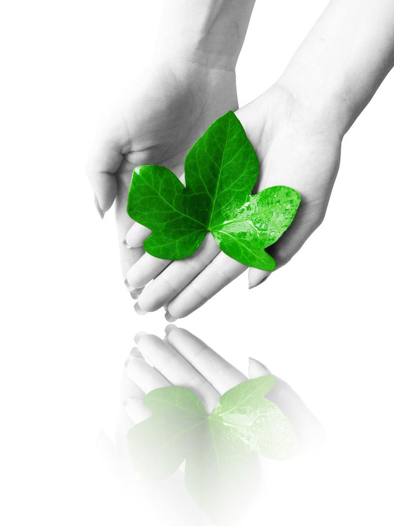 白色背景上的双手上的绿色树叶带来的绿色环保生态概念