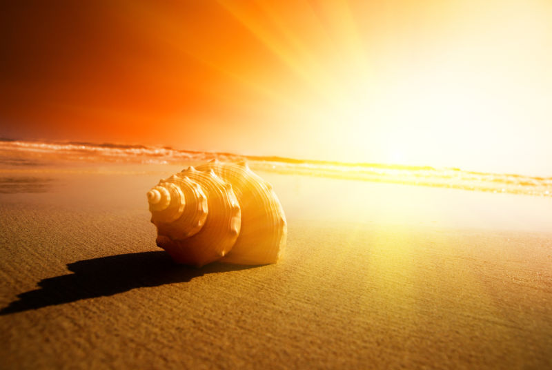 金色阳光背景中的沙滩上的贝壳