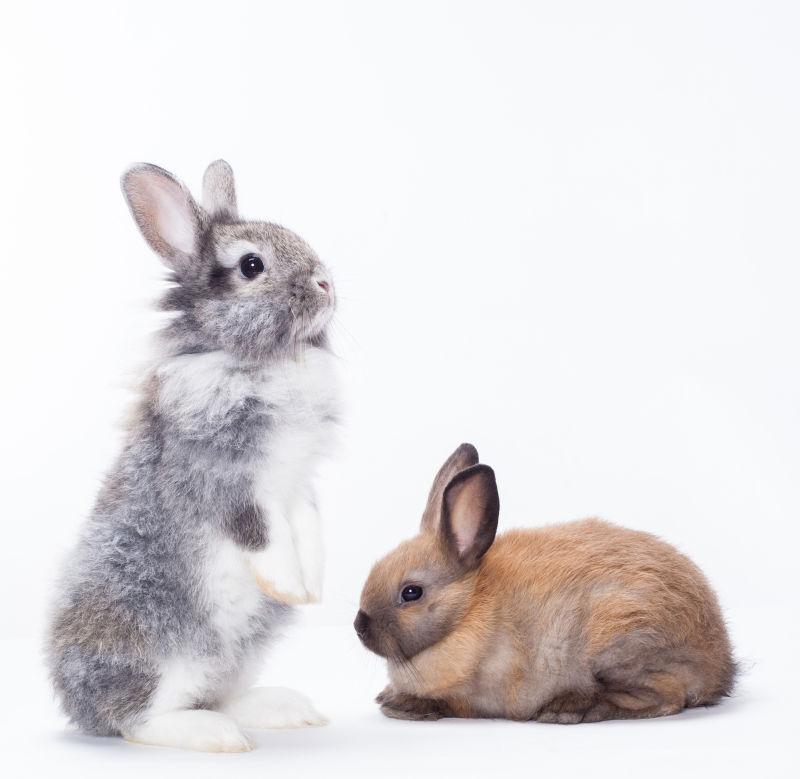 白色背景下两只可爱的兔子