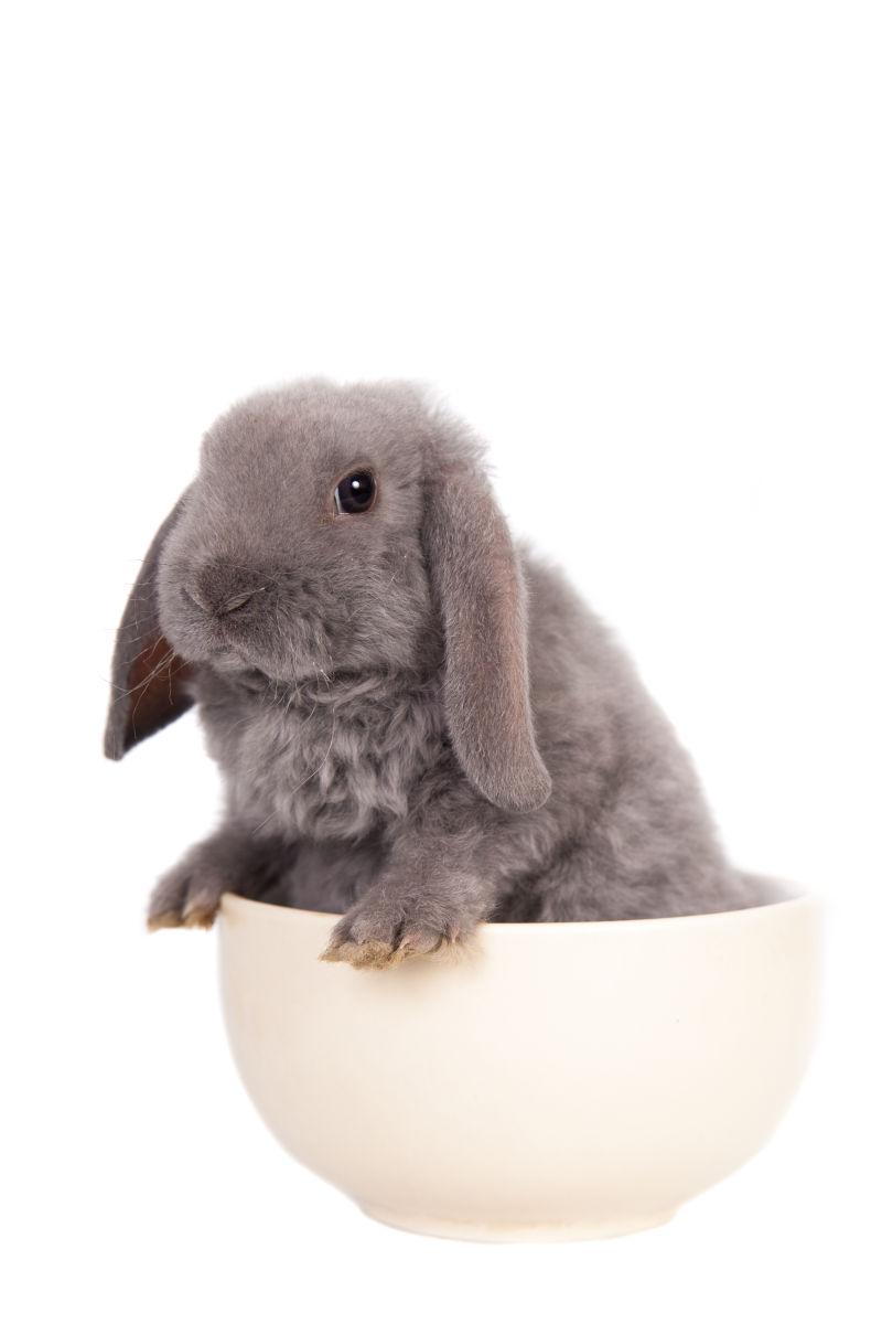 白色碗里的小兔子