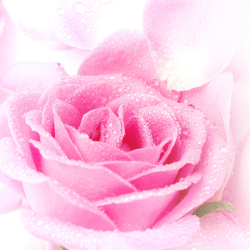 娇艳的粉色玫瑰