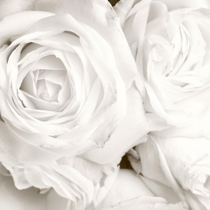清新的白色玫瑰
