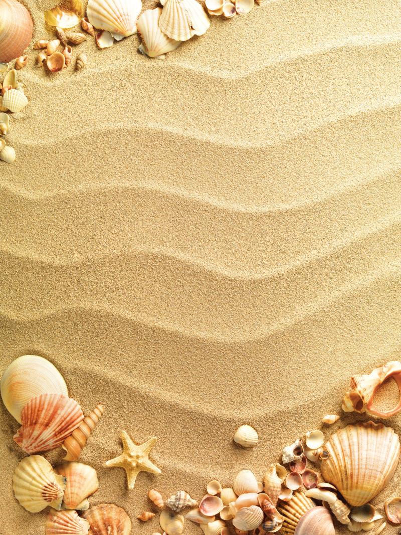 美丽沙滩上的贝壳