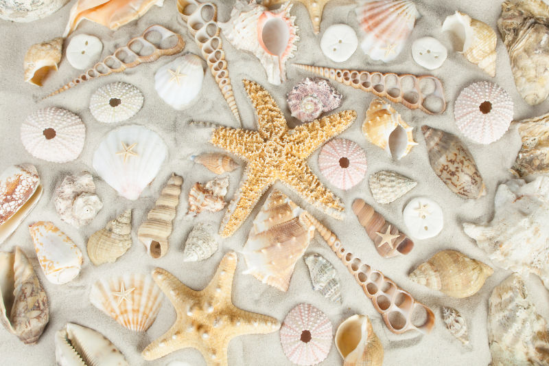 放在沙滩上的贝壳与海星