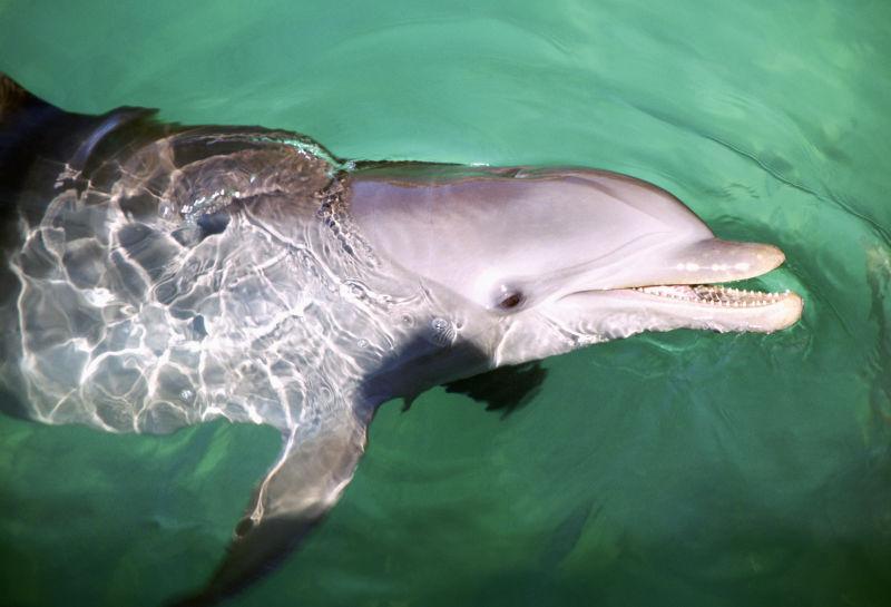 墨西哥海豚馆泳池里的海豚
