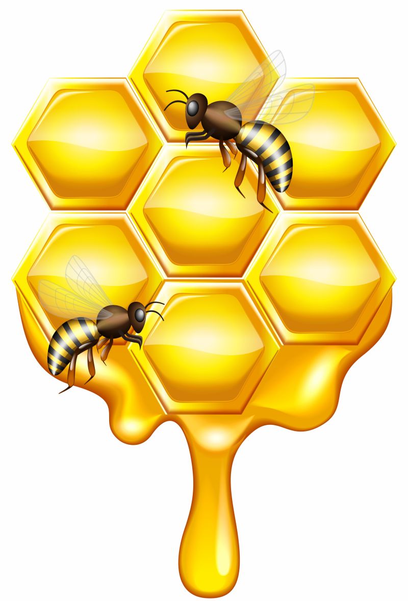 两只蜜蜂与蜂蜜矢量