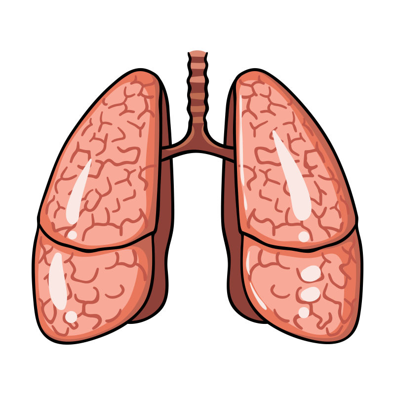 人类肺器官卡通风格矢量图