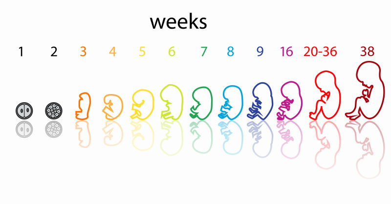矢量胎儿在妈妈肚子里的变化