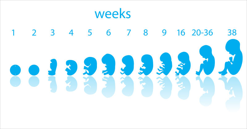 矢量胚胎成长期