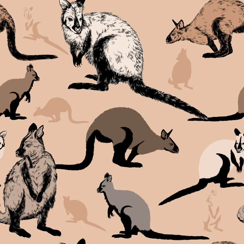 澳大利亚袋鼠矢量插图