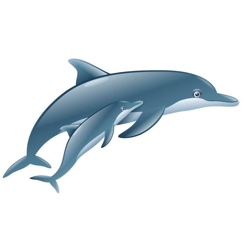 母子海豚卡通矢量图