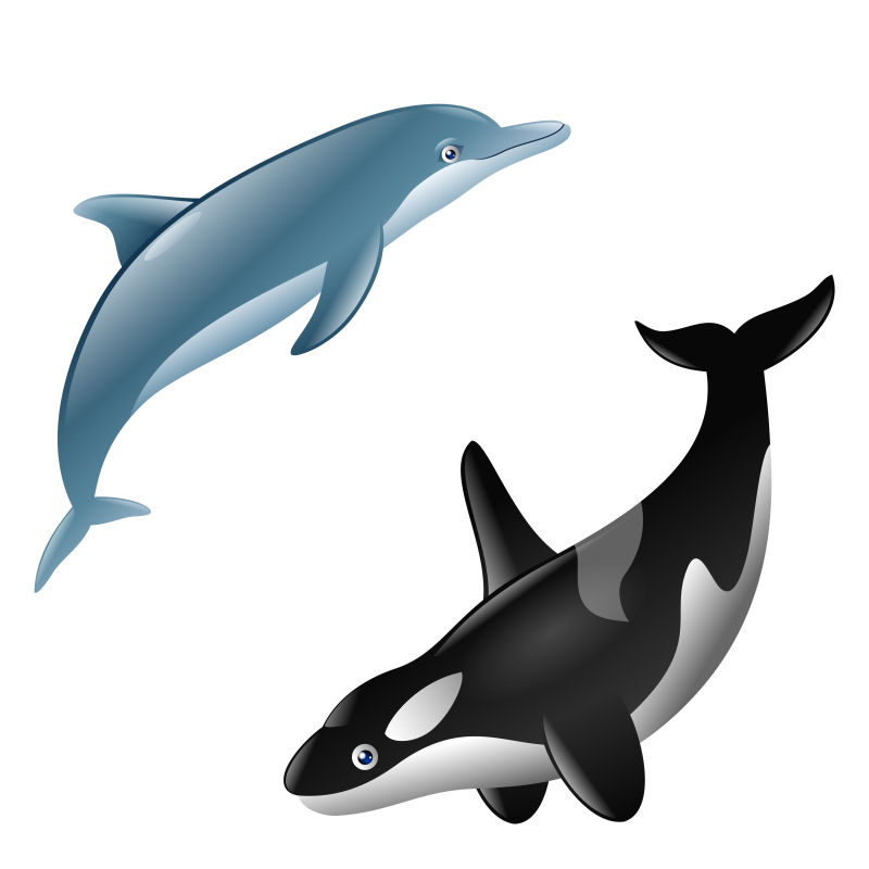 虎鲸与海豚矢量卡通图