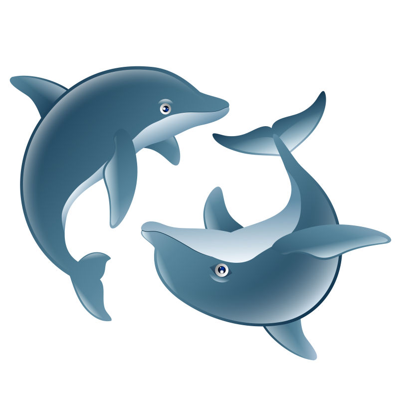 两只海豚卡通矢量图