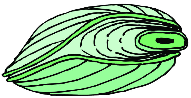 绿色贝壳矢量卡通图