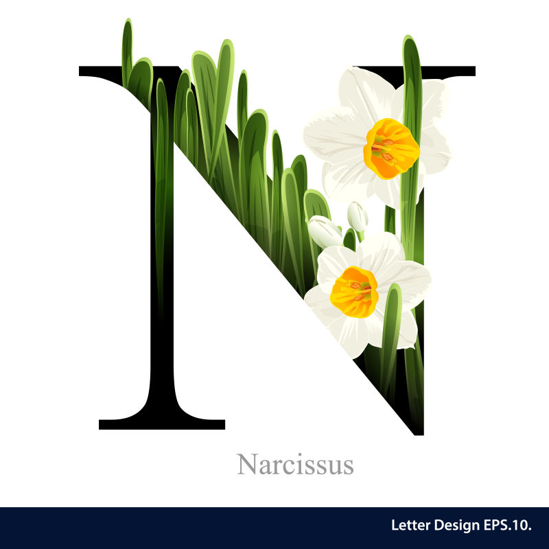 矢量水仙花和字母N插图
