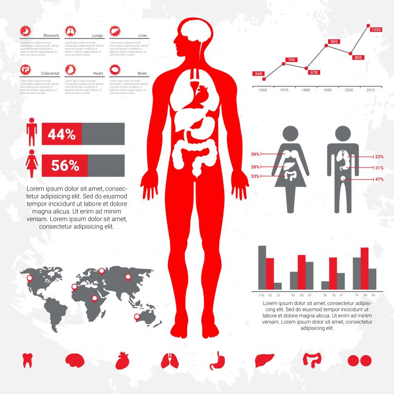 矢量人体解剖信息图表设计图