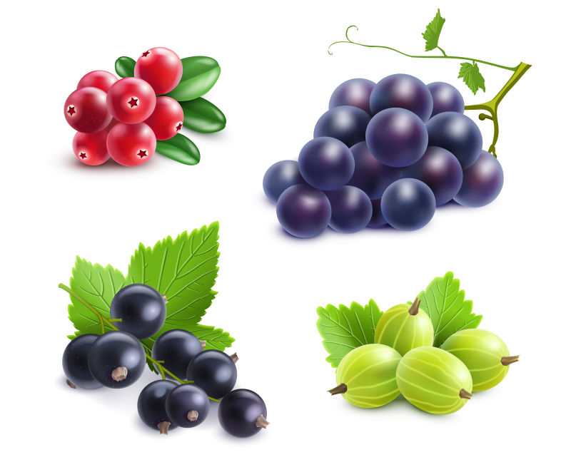 矢量的新鲜浆果配上蔓越莓和葡萄