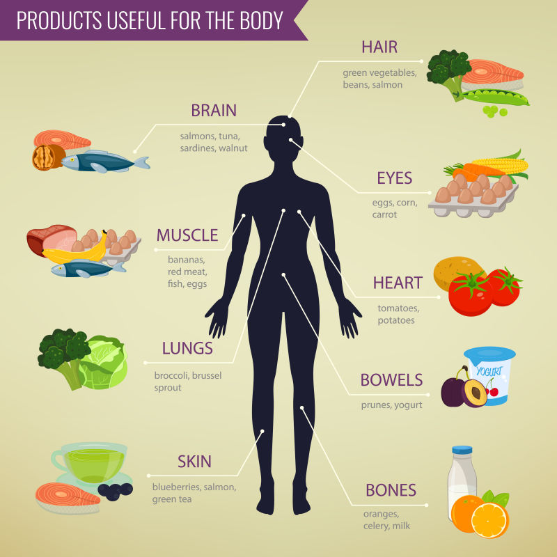 矢量人体所需健康饮食食物金字塔图示