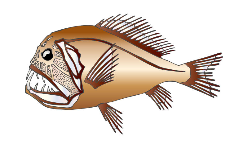 热带食人鱼矢量插图