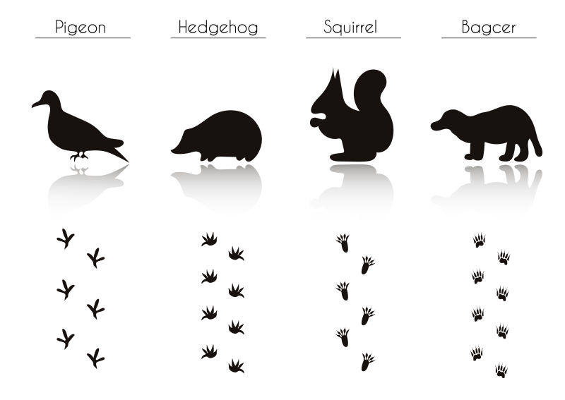 动物和矢量鸟类踪迹的名称