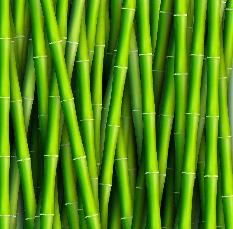 翠绿的竹子矢量插图
