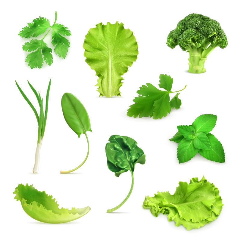 绿色蔬菜和草本植物矢量插图