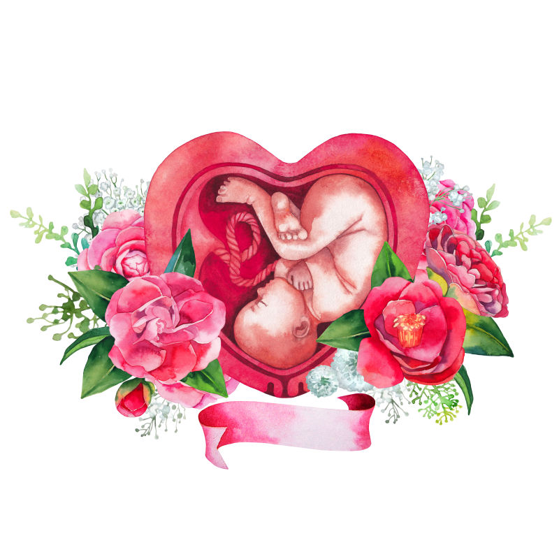矢量红花卉设计子宫内的水彩胎儿