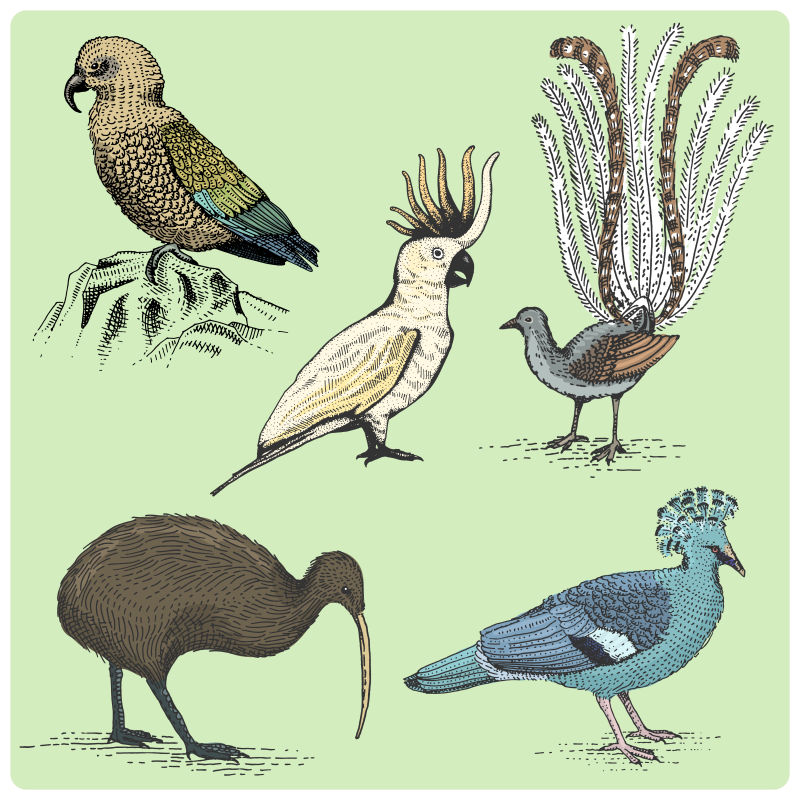 矢量卡通古典风格的鸟类插图