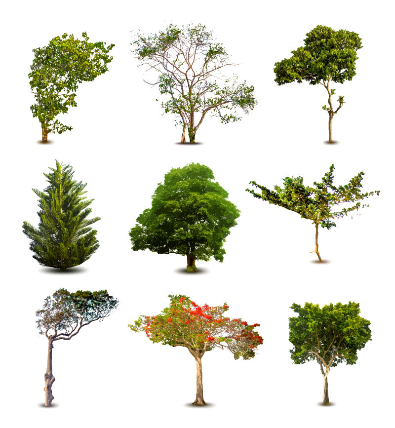 不同品种不同形状的绿叶矢量树木