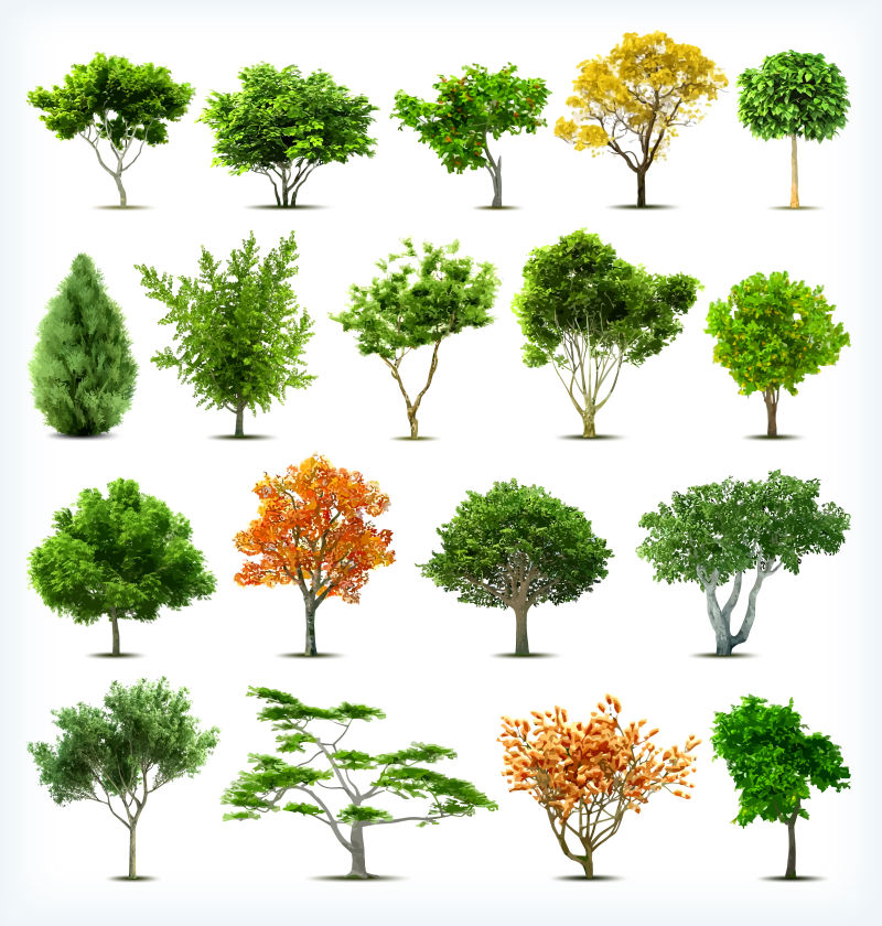 黄色和绿色的不同品种的矢量树木