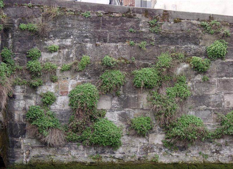 古老的砖墙长满了草背景