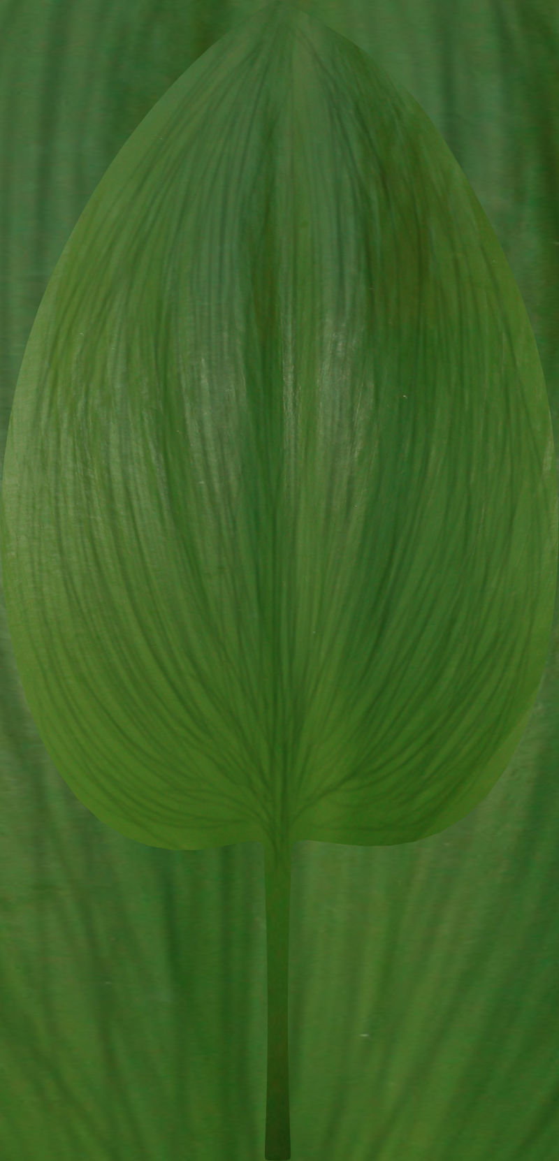 绿色花苞抽象纹理背景