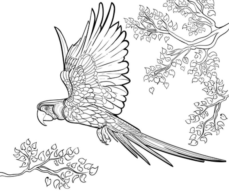 鹦鹉黑白手绘油墨矢量插图