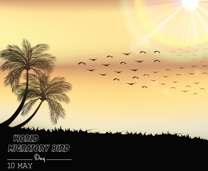 抽象矢量夕阳下的候鸟剪影插图